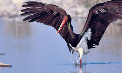 Bird watching tour in Corbett National Park