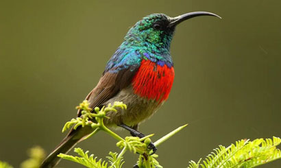 Birdwatchers exploring Corbett forest safari for rare species