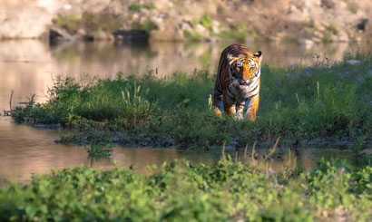 Royal Bengal Tiger Sighting in Dhikala Zone Corbett Tiger Reserve